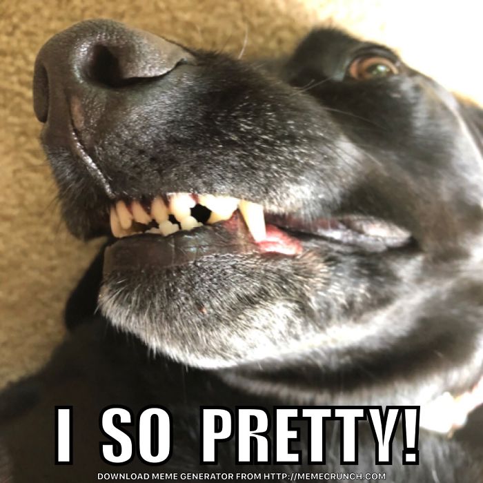 Hey Pandas, Share The Most Unflattering Pics Of Your Pets! Hey Pandas, Share The Most Unflattering Pics Of Your Pets!