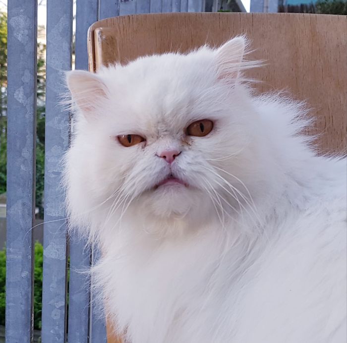 Hey Pandas, Share The Most Unflattering Pics Of Your Pets! Hey Pandas, Share The Most Unflattering Pics Of Your Pets!