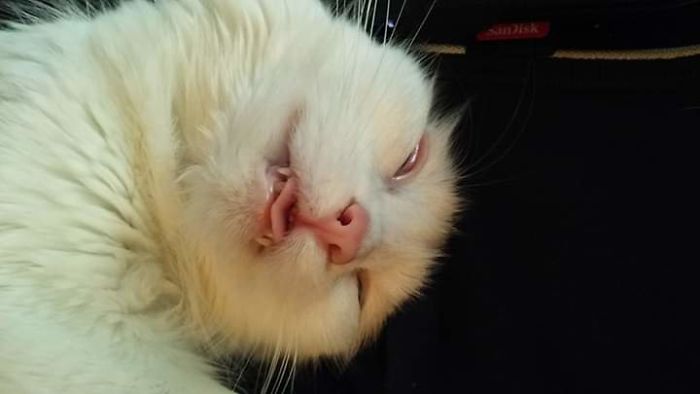 Hey Pandas, Share The Most Unflattering Pics Of Your Pets! Hey Pandas, Share The Most Unflattering Pics Of Your Pets!