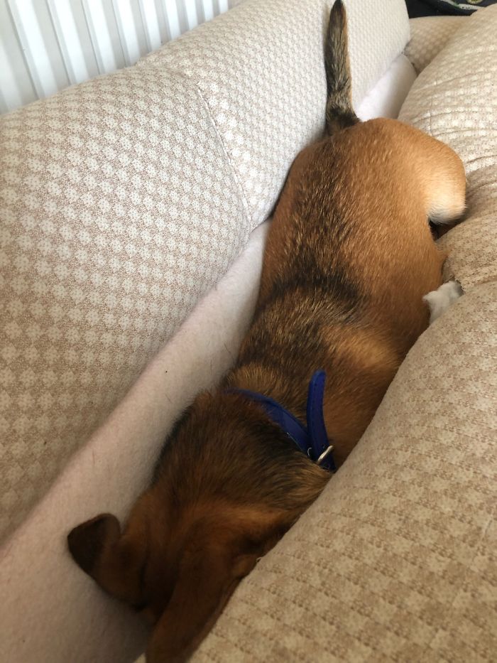 Hey Pandas, Share The Most Unflattering Pics Of Your Pets! Hey Pandas, Share The Most Unflattering Pics Of Your Pets!