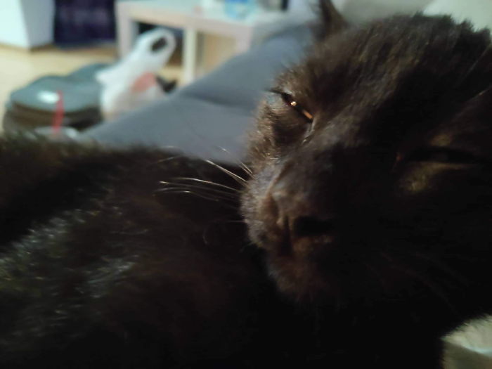 Hey Pandas, Share The Most Unflattering Pics Of Your Pets! Hey Pandas, Share The Most Unflattering Pics Of Your Pets!