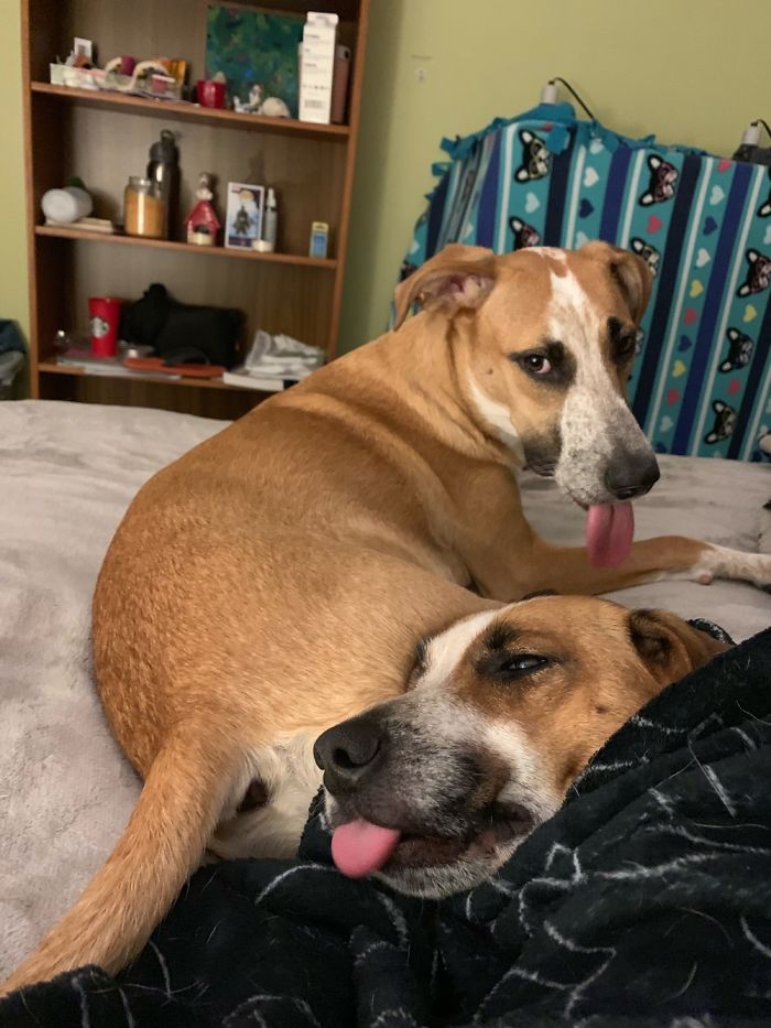 Hey Pandas, Share The Most Unflattering Pics Of Your Pets! Hey Pandas, Share The Most Unflattering Pics Of Your Pets!