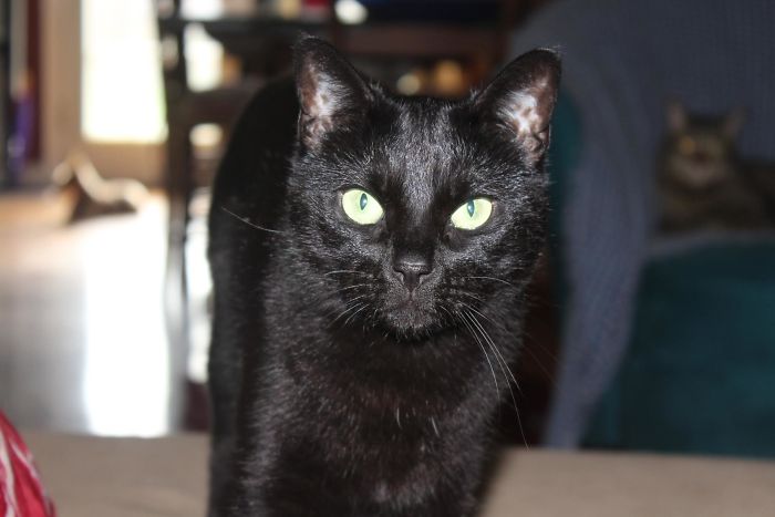 Hey Pandas, Share The Most Unflattering Pics Of Your Pets! Hey Pandas, Share The Most Unflattering Pics Of Your Pets!