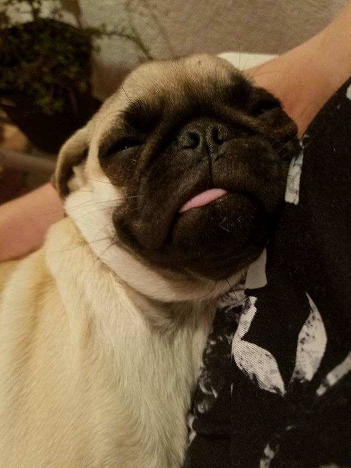 Hey Pandas, Share The Most Unflattering Pics Of Your Pets! Hey Pandas, Share The Most Unflattering Pics Of Your Pets!