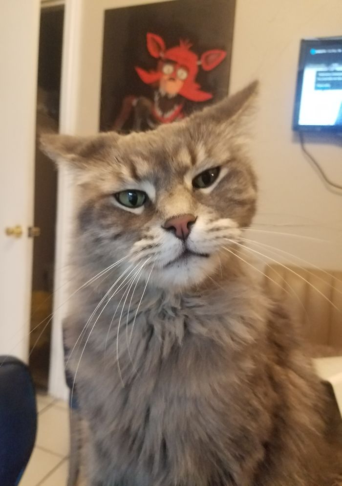 Hey Pandas, Share The Most Unflattering Pics Of Your Pets! Hey Pandas, Share The Most Unflattering Pics Of Your Pets!