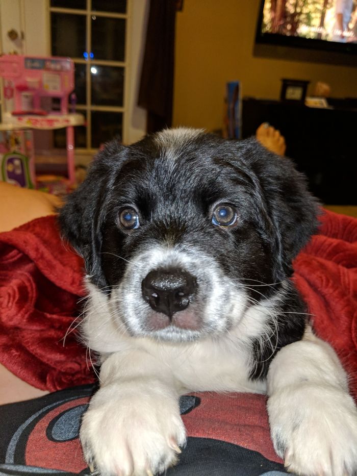 Hey Pandas, Share The Most Unflattering Pics Of Your Pets! Hey Pandas, Share The Most Unflattering Pics Of Your Pets!