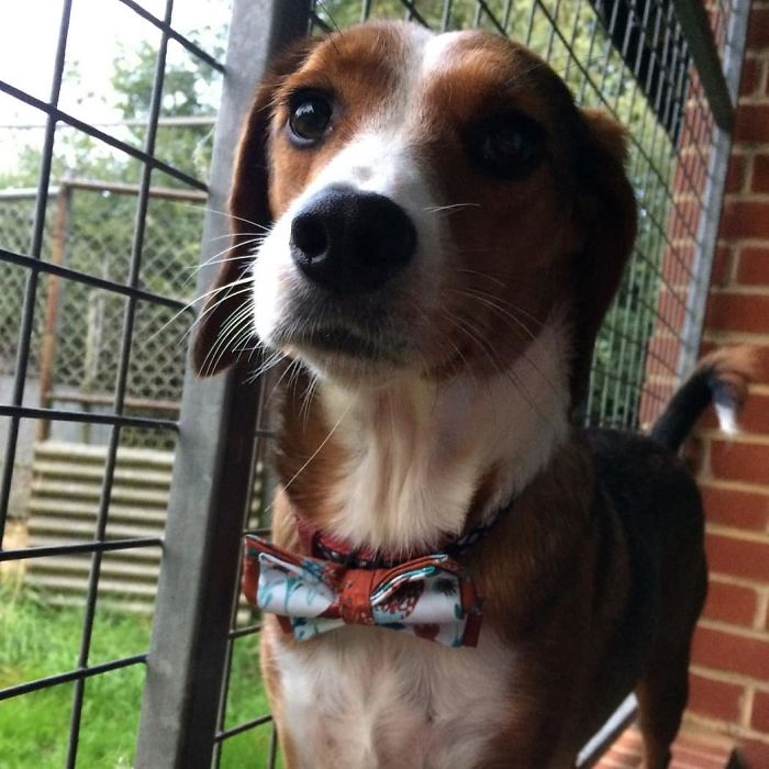 12-Year-Old Kid Makes Shelter Cats And Dogs Stylish Bow Ties To Help Them Find A Home 12-Year-Old Kid Makes Shelter Cats And Dogs Stylish Bow Ties To Help Them Find A Home
