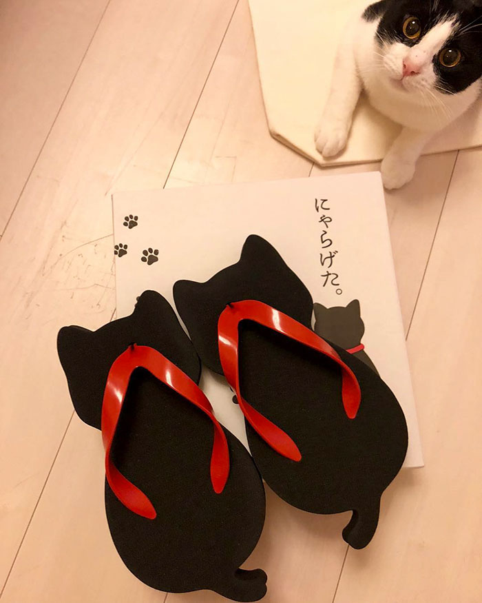 These Cat-Shaped Sandals Were Created By A Japanese Company, And They Look Adorable These Cat-Shaped Sandals Were Created By A Japanese Company, And They Look Adorable