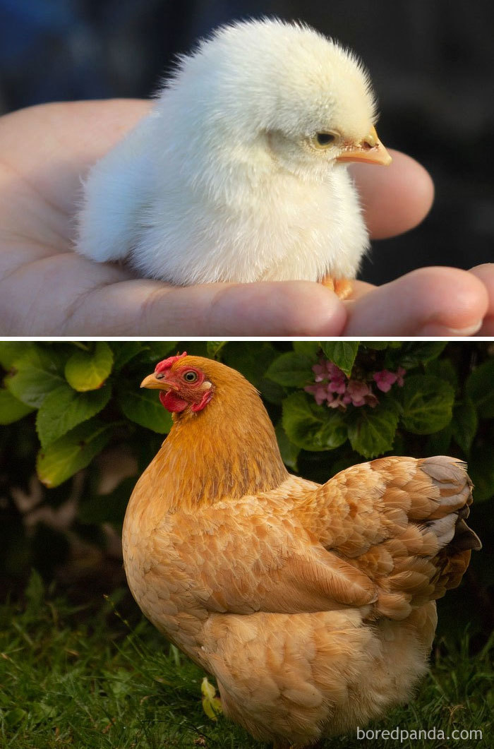 30 Birds When They’re Babies Versus All Grown Up 30 Birds When They’re Babies Versus All Grown Up