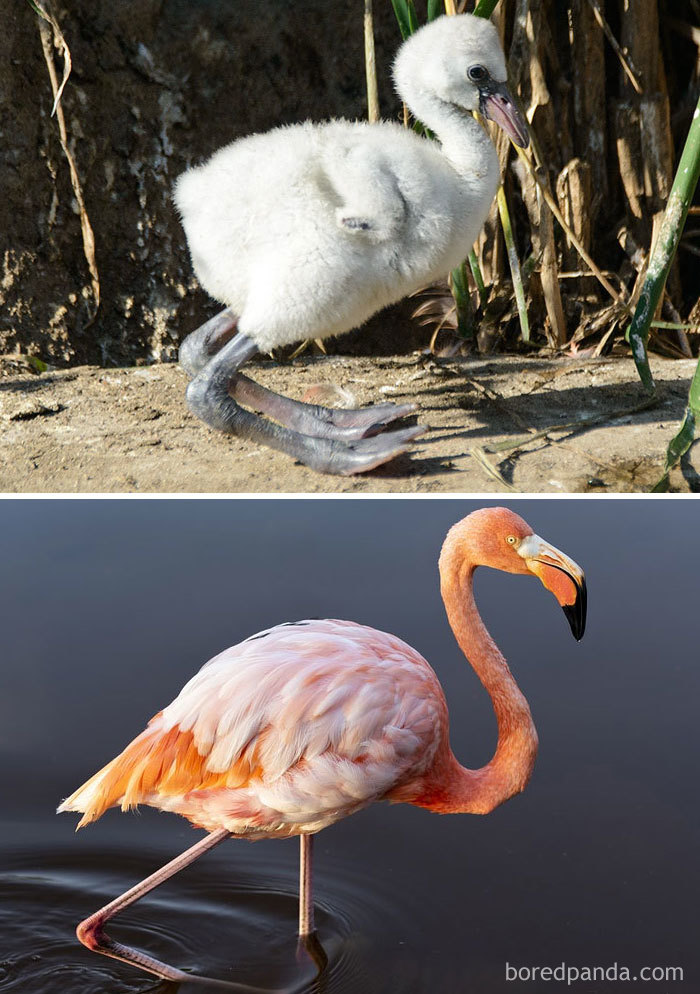 30 Birds When They’re Babies Versus All Grown Up 30 Birds When They’re Babies Versus All Grown Up