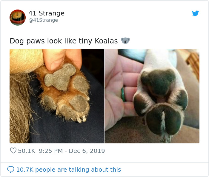 Someone Points Out That Dog Paws Look Like Koalas And Everyone Shares Pics Someone Points Out That Dog Paws Look Like Koalas And Everyone Shares Pics