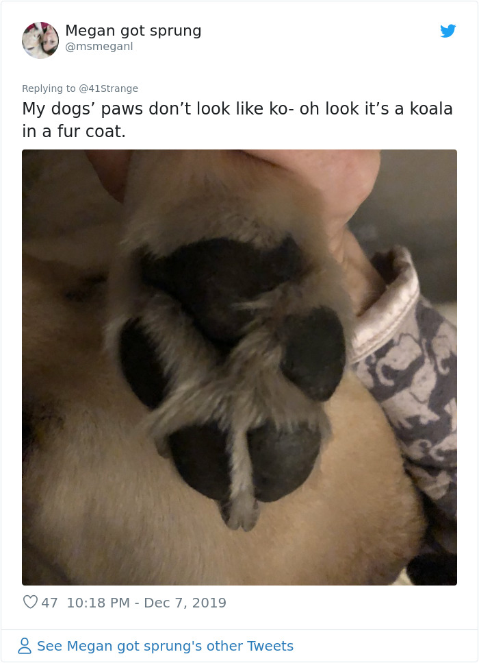 Someone Points Out That Dog Paws Look Like Koalas And Everyone Shares Pics Someone Points Out That Dog Paws Look Like Koalas And Everyone Shares Pics