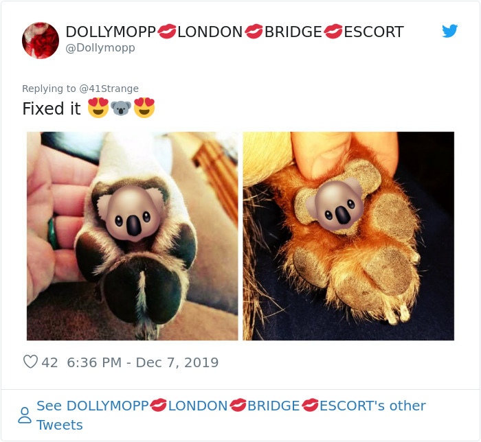 Someone Points Out That Dog Paws Look Like Koalas And Everyone Shares Pics Someone Points Out That Dog Paws Look Like Koalas And Everyone Shares Pics