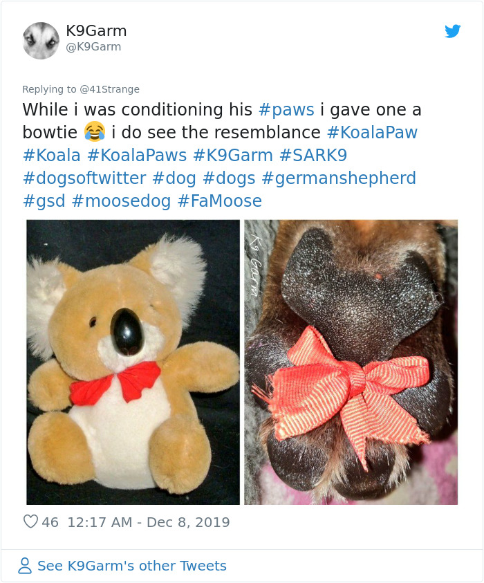 Someone Points Out That Dog Paws Look Like Koalas And Everyone Shares Pics Someone Points Out That Dog Paws Look Like Koalas And Everyone Shares Pics