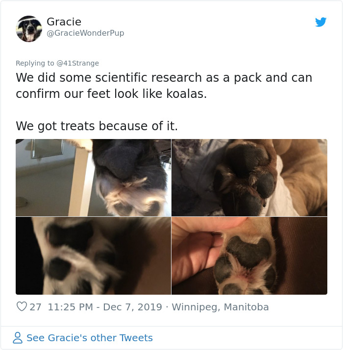 Someone Points Out That Dog Paws Look Like Koalas And Everyone Shares Pics Someone Points Out That Dog Paws Look Like Koalas And Everyone Shares Pics