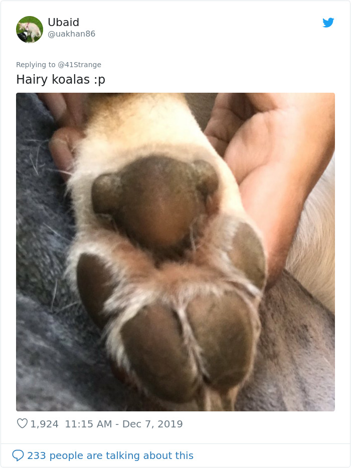 Someone Points Out That Dog Paws Look Like Koalas And Everyone Shares Pics Someone Points Out That Dog Paws Look Like Koalas And Everyone Shares Pics
