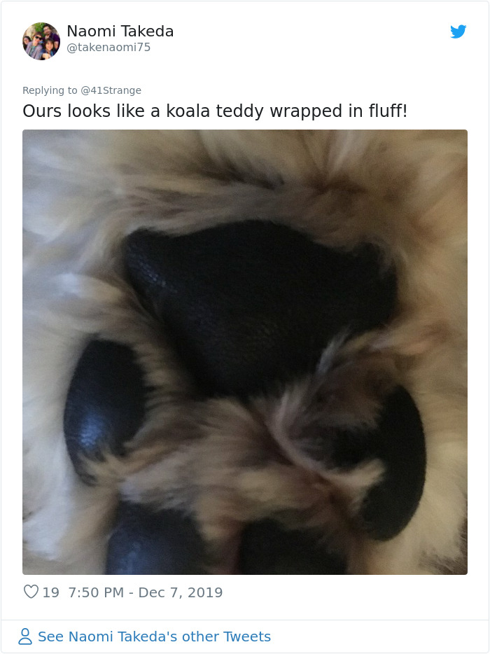 Someone Points Out That Dog Paws Look Like Koalas And Everyone Shares Pics Someone Points Out That Dog Paws Look Like Koalas And Everyone Shares Pics