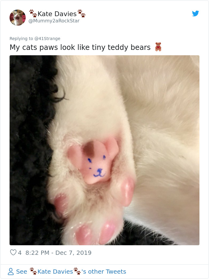 Someone Points Out That Dog Paws Look Like Koalas And Everyone Shares Pics Someone Points Out That Dog Paws Look Like Koalas And Everyone Shares Pics
