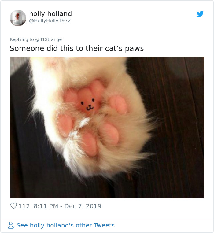 Someone Points Out That Dog Paws Look Like Koalas And Everyone Shares Pics Someone Points Out That Dog Paws Look Like Koalas And Everyone Shares Pics