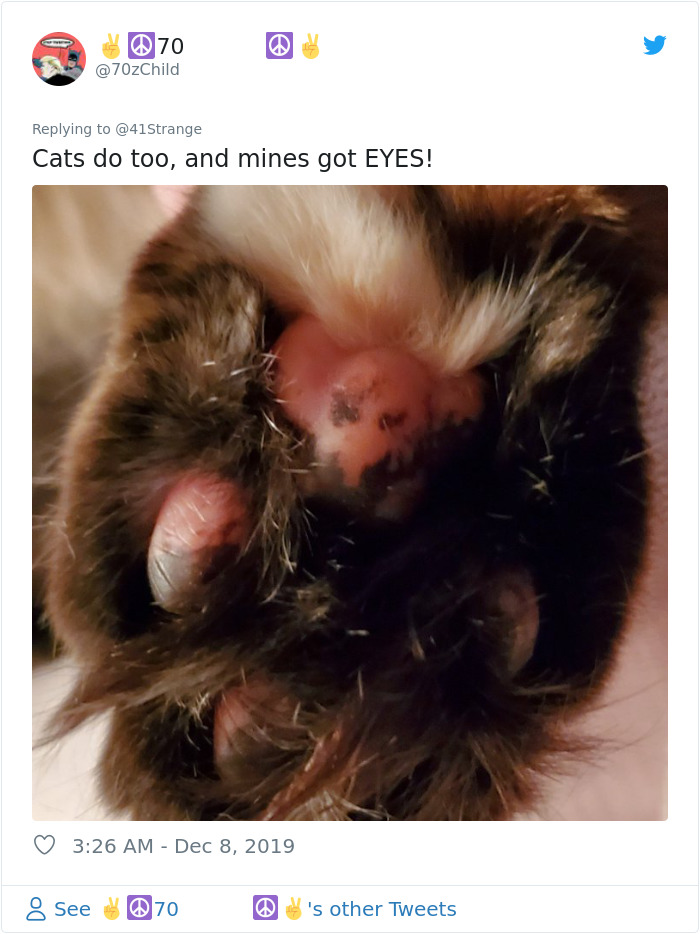 Someone Points Out That Dog Paws Look Like Koalas And Everyone Shares Pics Someone Points Out That Dog Paws Look Like Koalas And Everyone Shares Pics