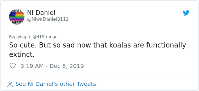 Someone Points Out That Dog Paws Look Like Koalas And Everyone Shares Pics Someone Points Out That Dog Paws Look Like Koalas And Everyone Shares Pics