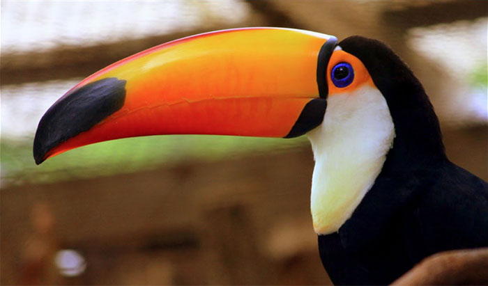 People Are Suddenly Realizing Toucans Are Weirder Than They Thought, Share Facts About Them In A Viral Thread People Are Suddenly Realizing Toucans Are Weirder Than They Thought, Share Facts About Them In A Viral Thread