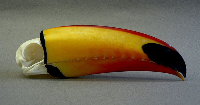 People Are Suddenly Realizing Toucans Are Weirder Than They Thought, Share Facts About Them In A Viral Thread People Are Suddenly Realizing Toucans Are Weirder Than They Thought, Share Facts About Them In A Viral Thread