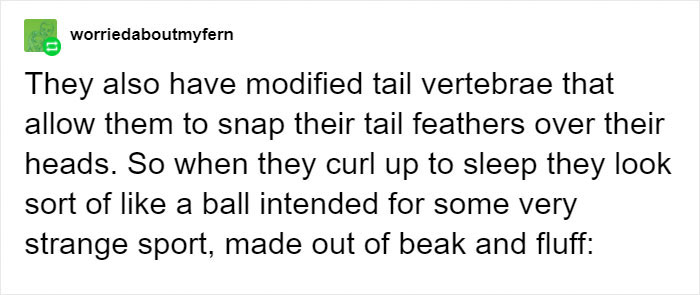 People Are Suddenly Realizing Toucans Are Weirder Than They Thought, Share Facts About Them In A Viral Thread People Are Suddenly Realizing Toucans Are Weirder Than They Thought, Share Facts About Them In A Viral Thread