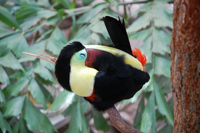 People Are Suddenly Realizing Toucans Are Weirder Than They Thought, Share Facts About Them In A Viral Thread People Are Suddenly Realizing Toucans Are Weirder Than They Thought, Share Facts About Them In A Viral Thread