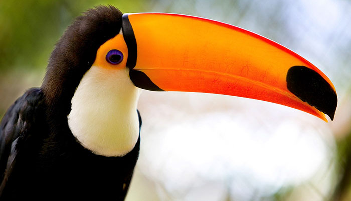People Are Suddenly Realizing Toucans Are Weirder Than They Thought, Share Facts About Them In A Viral Thread People Are Suddenly Realizing Toucans Are Weirder Than They Thought, Share Facts About Them In A Viral Thread