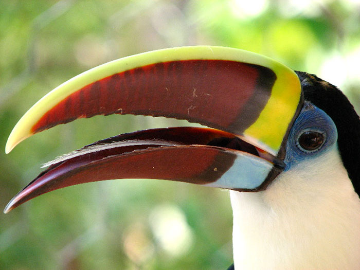 People Are Suddenly Realizing Toucans Are Weirder Than They Thought, Share Facts About Them In A Viral Thread People Are Suddenly Realizing Toucans Are Weirder Than They Thought, Share Facts About Them In A Viral Thread
