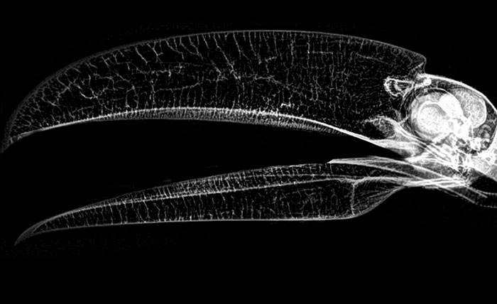 People Are Suddenly Realizing Toucans Are Weirder Than They Thought, Share Facts About Them In A Viral Thread People Are Suddenly Realizing Toucans Are Weirder Than They Thought, Share Facts About Them In A Viral Thread