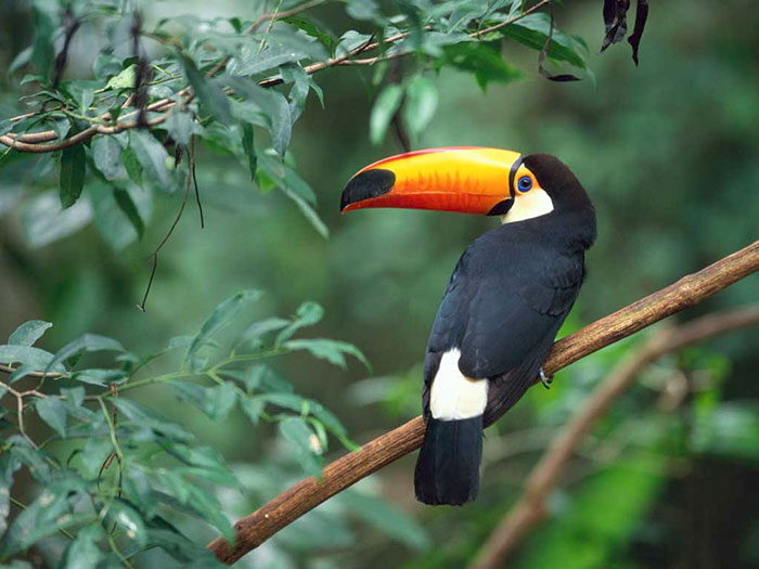 People Are Suddenly Realizing Toucans Are Weirder Than They Thought, Share Facts About Them In A Viral Thread People Are Suddenly Realizing Toucans Are Weirder Than They Thought, Share Facts About Them In A Viral Thread