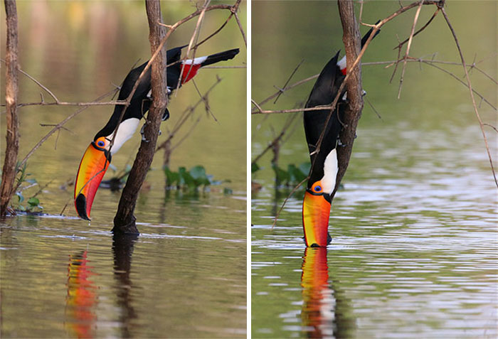 People Are Suddenly Realizing Toucans Are Weirder Than They Thought, Share Facts About Them In A Viral Thread People Are Suddenly Realizing Toucans Are Weirder Than They Thought, Share Facts About Them In A Viral Thread