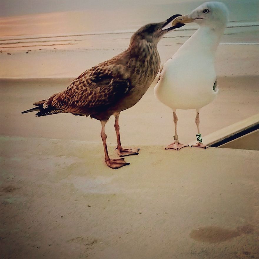 “Why Do You Hate Me So Much?”: A Seagull’s Rant “Why Do You Hate Me So Much?”: A Seagull’s Rant