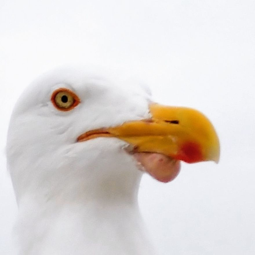 “Why Do You Hate Me So Much?”: A Seagull’s Rant “Why Do You Hate Me So Much?”: A Seagull’s Rant