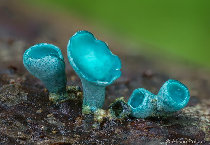 Photographer Takes Extreme Macro Photos To Show How Mesmerizing Mushrooms Can Be Photographer Takes Extreme Macro Photos To Show How Mesmerizing Mushrooms Can Be