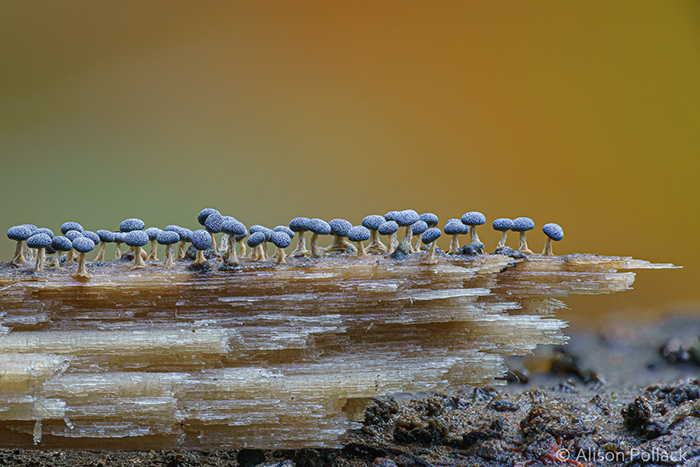 Photographer Takes Extreme Macro Photos To Show How Mesmerizing Mushrooms Can Be Photographer Takes Extreme Macro Photos To Show How Mesmerizing Mushrooms Can Be