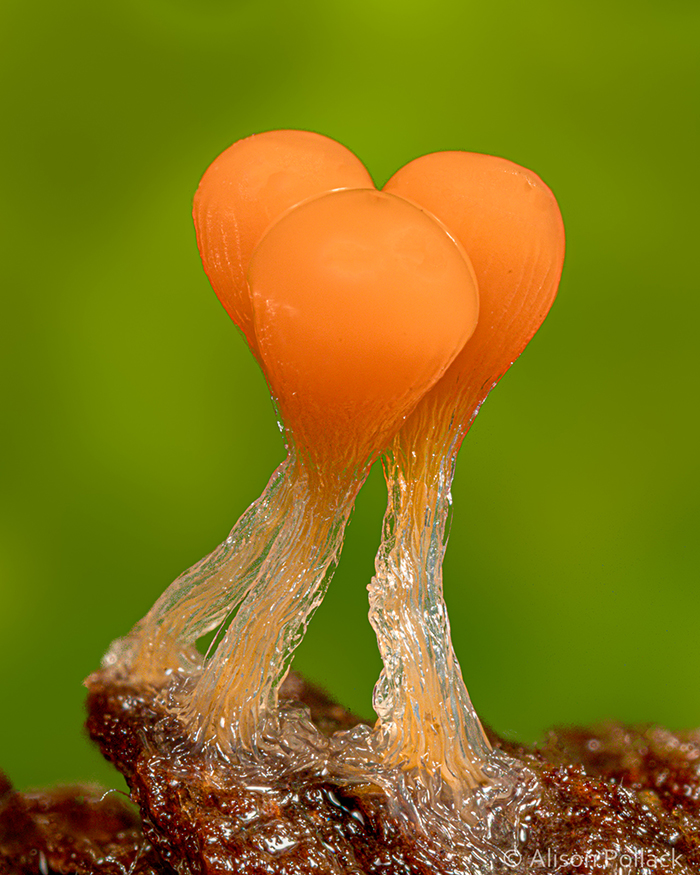 Photographer Takes Extreme Macro Photos To Show How Mesmerizing Mushrooms Can Be Photographer Takes Extreme Macro Photos To Show How Mesmerizing Mushrooms Can Be