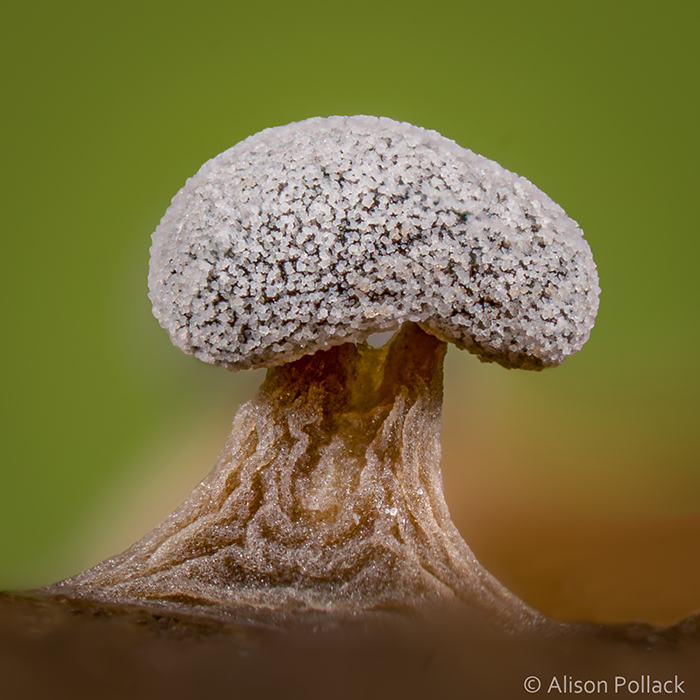 Photographer Takes Extreme Macro Photos To Show How Mesmerizing Mushrooms Can Be Photographer Takes Extreme Macro Photos To Show How Mesmerizing Mushrooms Can Be