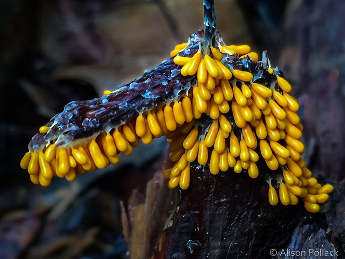 Photographer Takes Extreme Macro Photos To Show How Mesmerizing Mushrooms Can Be Photographer Takes Extreme Macro Photos To Show How Mesmerizing Mushrooms Can Be