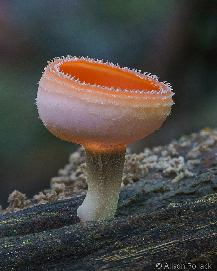 Photographer Takes Extreme Macro Photos To Show How Mesmerizing Mushrooms Can Be Photographer Takes Extreme Macro Photos To Show How Mesmerizing Mushrooms Can Be