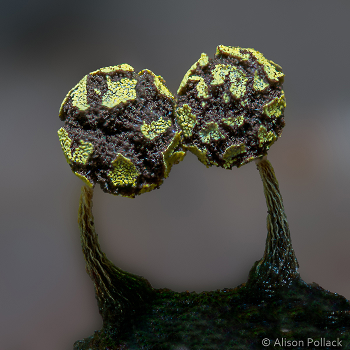 Photographer Takes Extreme Macro Photos To Show How Mesmerizing Mushrooms Can Be Photographer Takes Extreme Macro Photos To Show How Mesmerizing Mushrooms Can Be