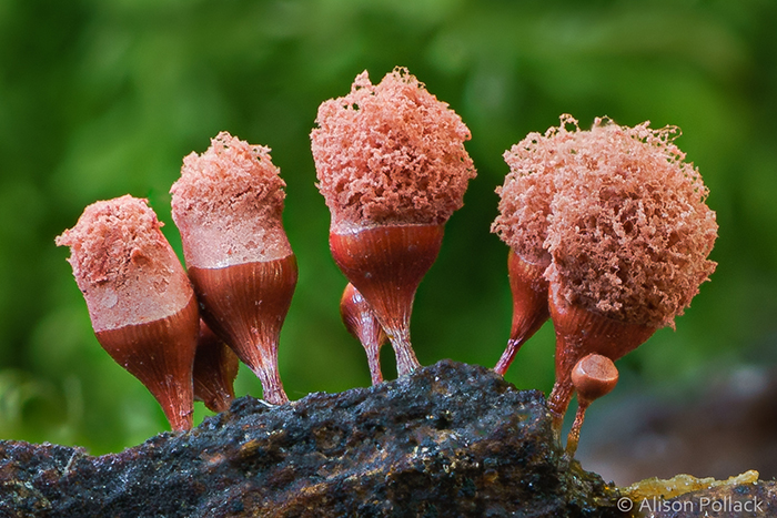 Photographer Takes Extreme Macro Photos To Show How Mesmerizing Mushrooms Can Be Photographer Takes Extreme Macro Photos To Show How Mesmerizing Mushrooms Can Be
