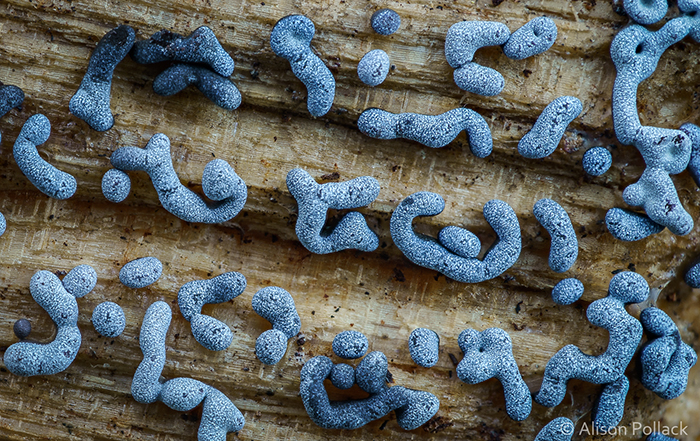 Photographer Takes Extreme Macro Photos To Show How Mesmerizing Mushrooms Can Be Photographer Takes Extreme Macro Photos To Show How Mesmerizing Mushrooms Can Be