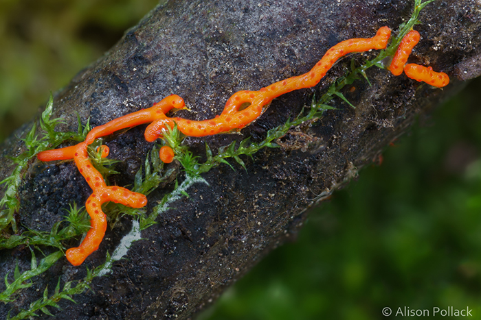 Photographer Takes Extreme Macro Photos To Show How Mesmerizing Mushrooms Can Be Photographer Takes Extreme Macro Photos To Show How Mesmerizing Mushrooms Can Be