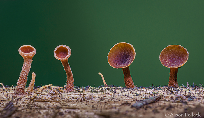 Photographer Takes Extreme Macro Photos To Show How Mesmerizing Mushrooms Can Be Photographer Takes Extreme Macro Photos To Show How Mesmerizing Mushrooms Can Be