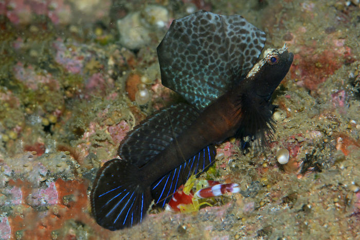 Scientists Have Discovered 71 New Species In 2019 And Here’s How 25 Of Them Look Scientists Have Discovered 71 New Species In 2019 And Here’s How 25 Of Them Look