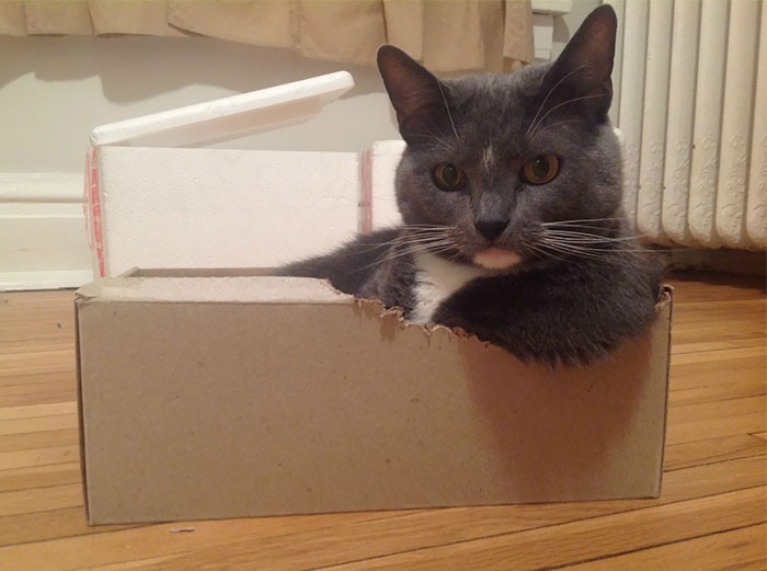 Turns Out, Cats Love Boxes So Much Because They Reduce Stress Turns Out, Cats Love Boxes So Much Because They Reduce Stress