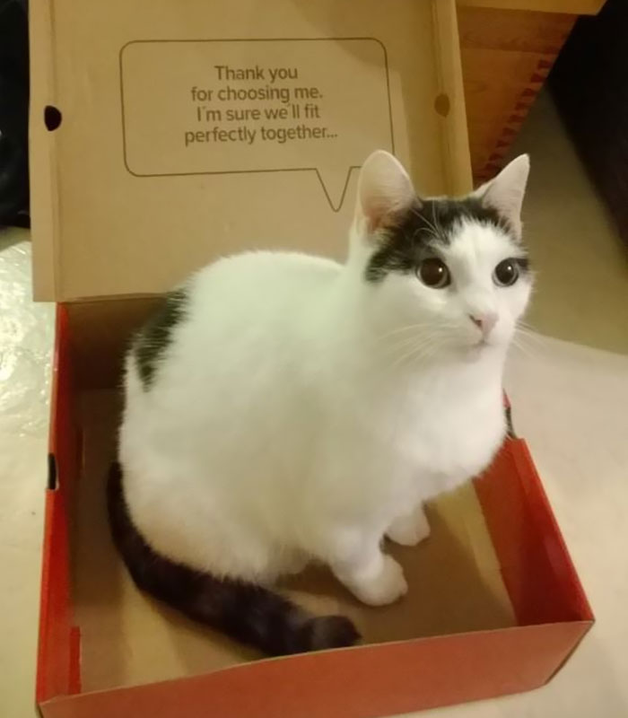 Turns Out, Cats Love Boxes So Much Because They Reduce Stress Turns Out, Cats Love Boxes So Much Because They Reduce Stress